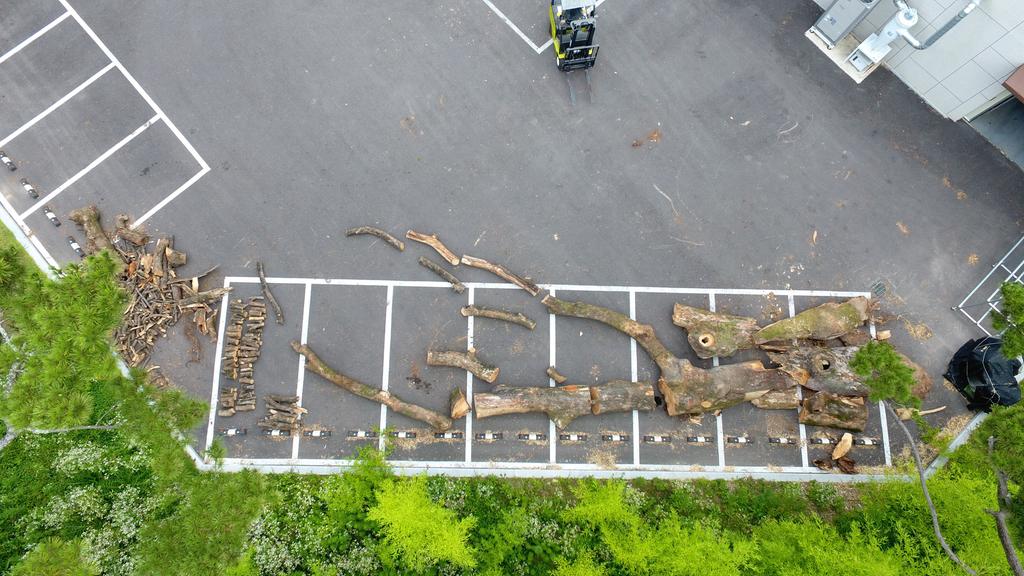 지난 6월 쓰러진 진주성 느티나무, 진양호 우드랜드서 환생한다