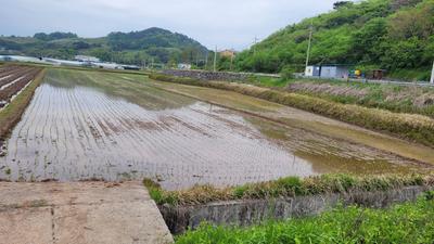 진주시, 문산읍 이곡마을에서 올해 첫 모내기