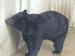 반달가슴곰