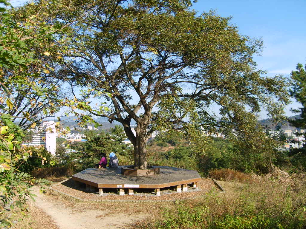 숙호산, 석갑산 경계 정자나무