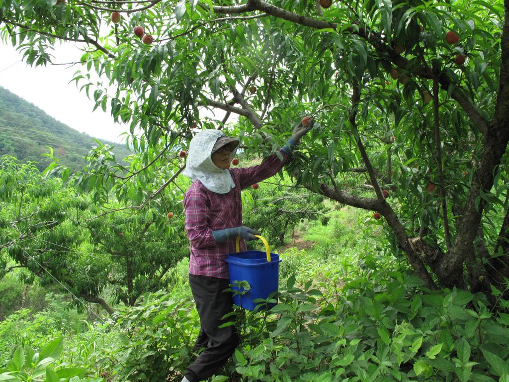 복숭아 첫 수확 출하