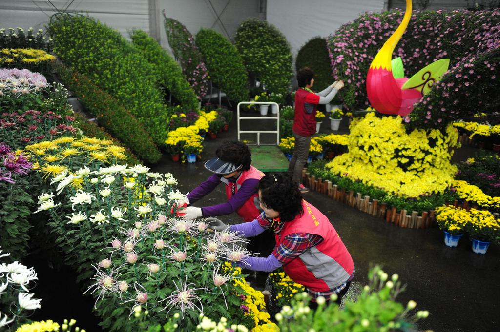 국화전시회 준비 사진