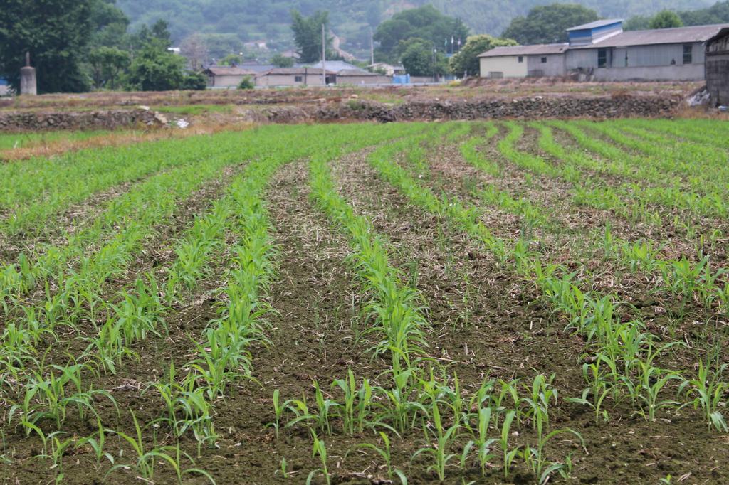 0616진주시 직불제 등록마감(율무파종)