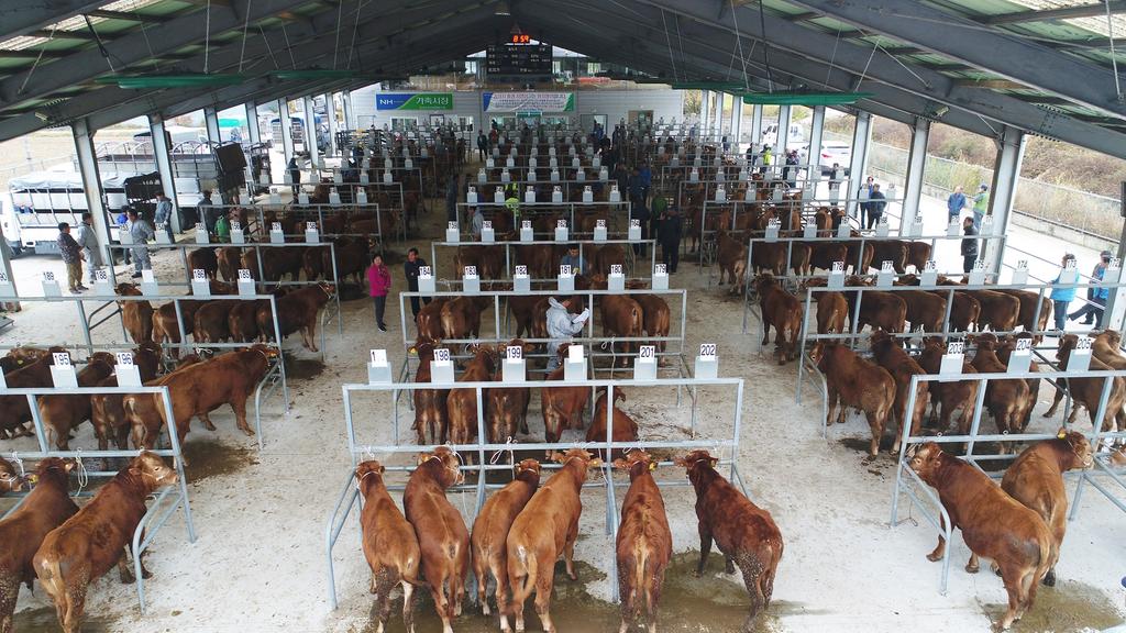 진주시, 가축경매시장 임시휴장 결정