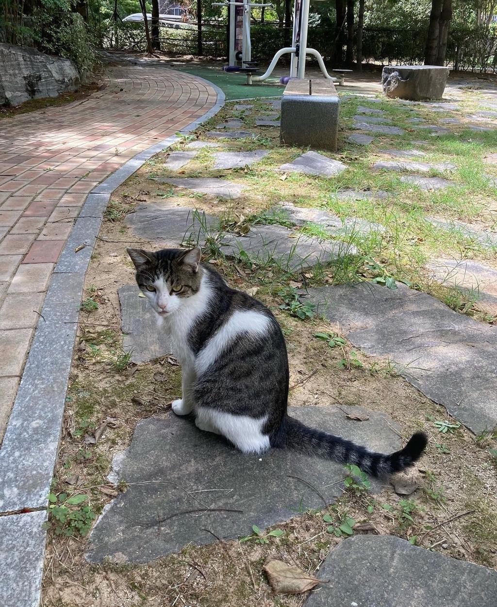 진주시, 길고양이 중성화 사업 대대적 추진