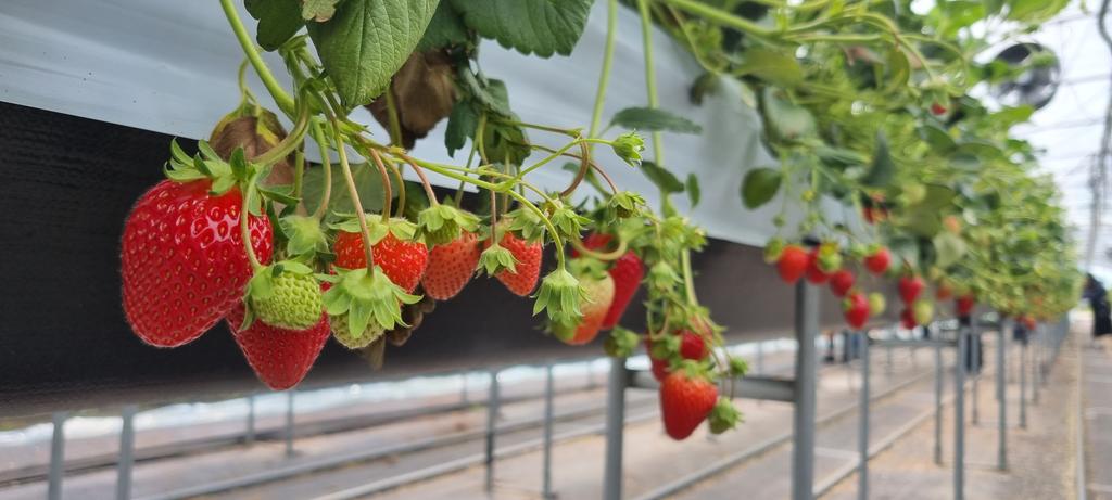 진주청동기문화박물관, 딸기 체험 프로그램 운영