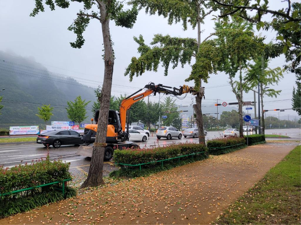진주시, 은행나무 열매 조기 채취로 악취 제거 총력