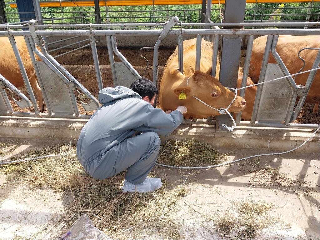 진주시, 소 브루셀라병 일제 검진 