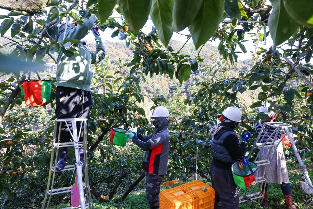 진주시, “수확철 넘어짐·미끄러짐·떨어짐 주의하세요”