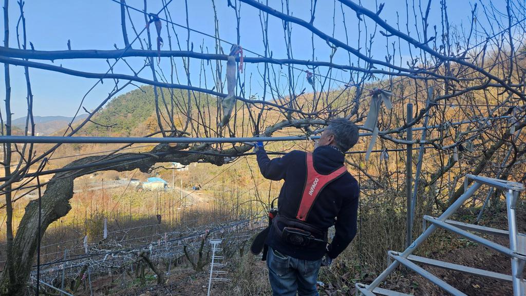 진주시, 겨울철 과원 관리 철저 당부