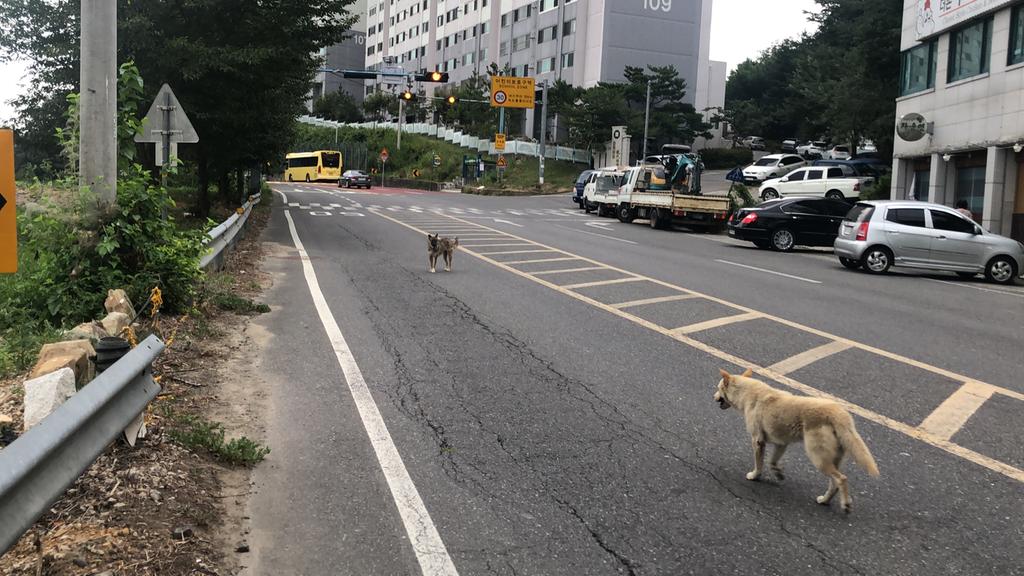 개떼 중 일부