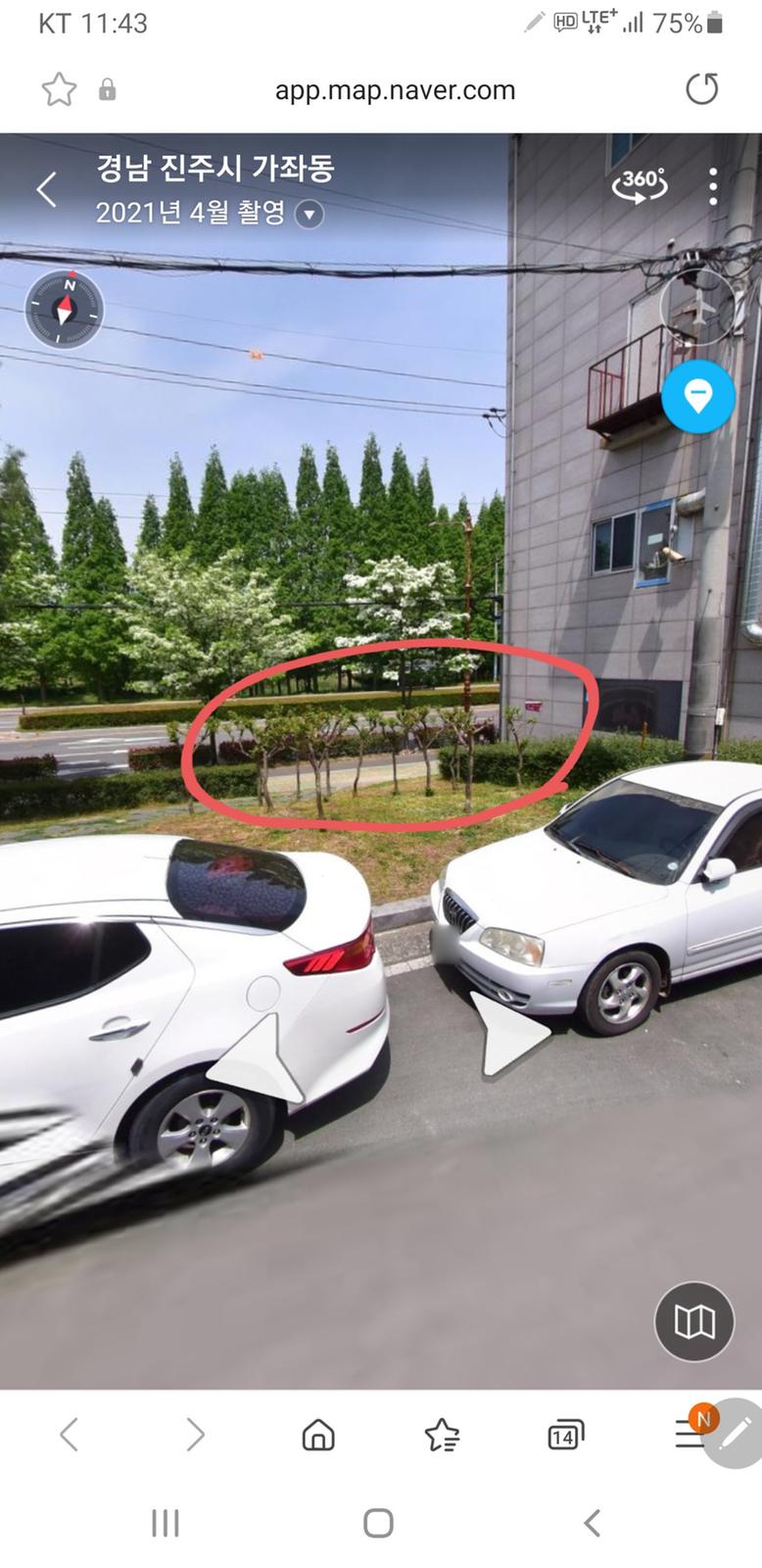 붉은색 테두리 안 배롱나무들