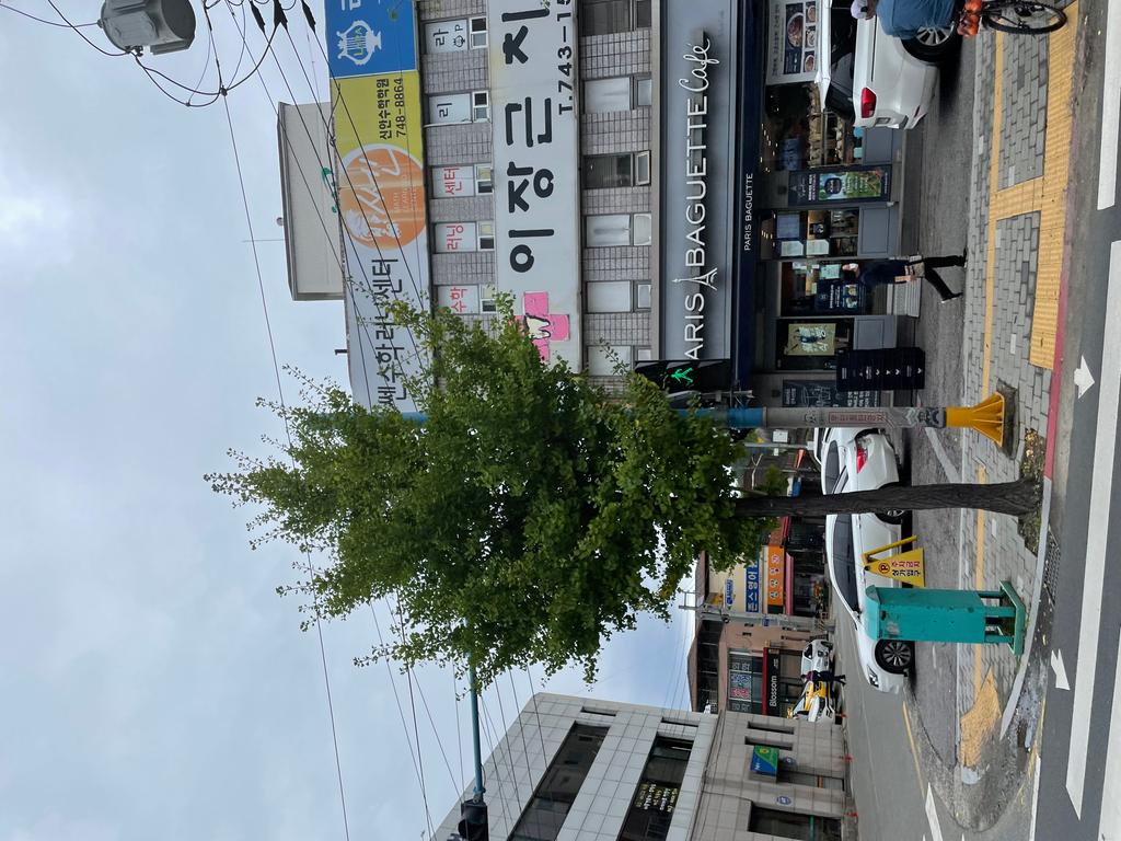 신호등 나뭇잎가림