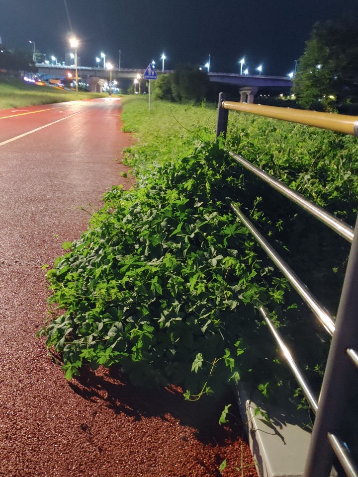 다리를 넘어오는 덩쿨들