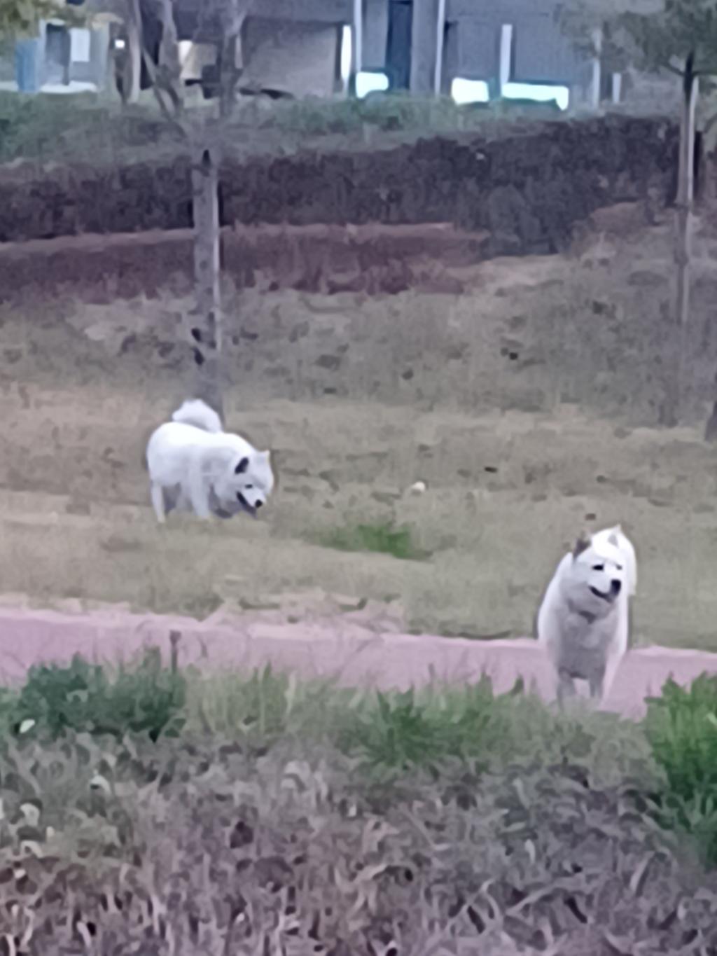 산책로배회중