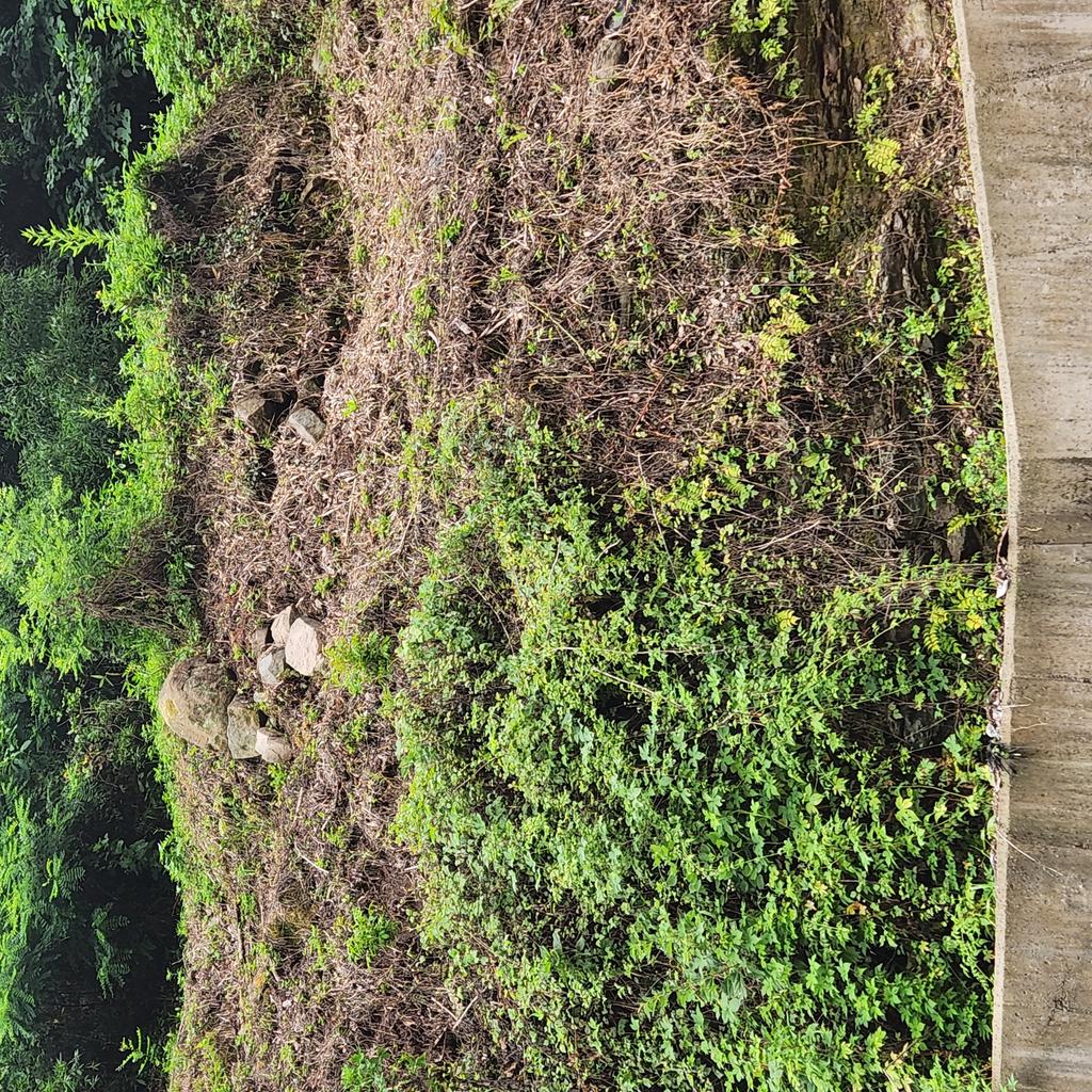 도로옆 산에 걸쳐진 모습
