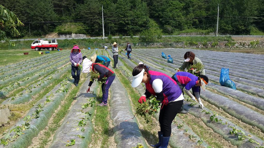 유휴지 활용 고구마 재배