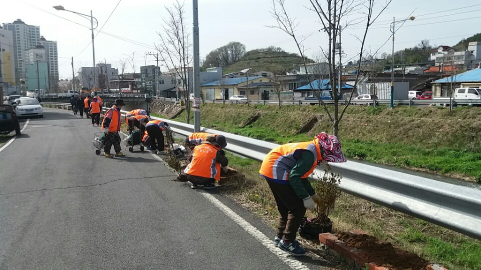 문산천 영산홍 심기
