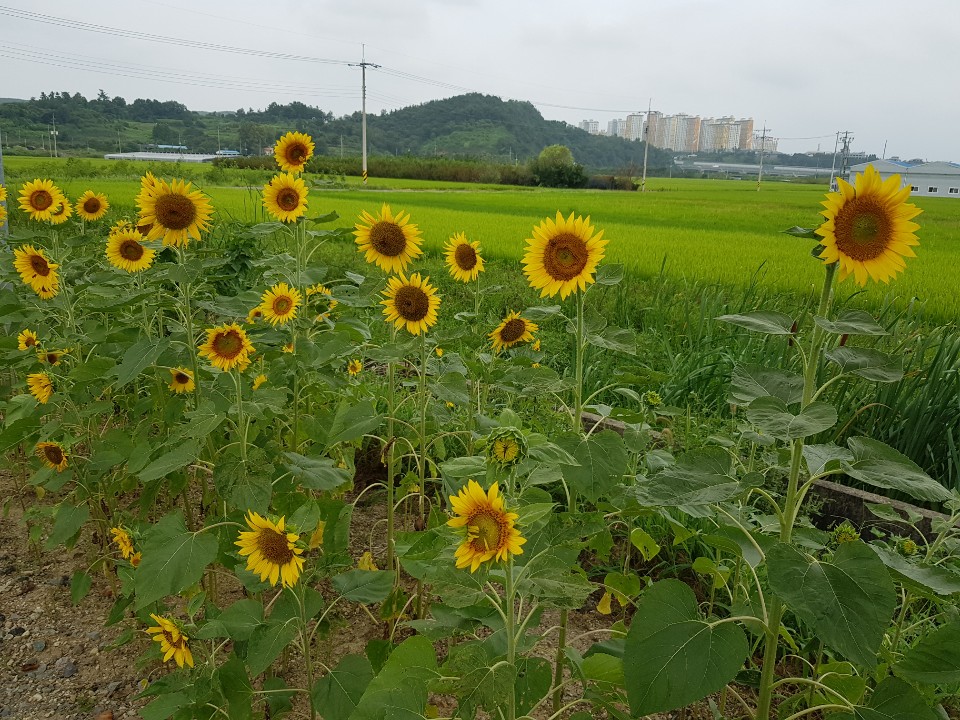 해저물 무렵의 해바라기