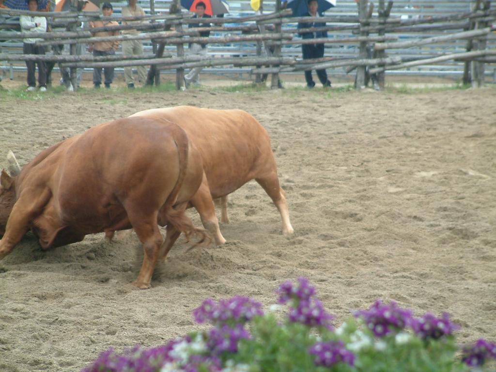 dscf0011.jpg