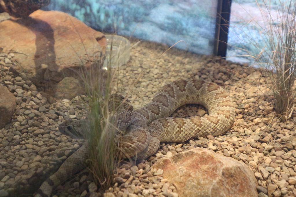 Desert museum and Old Tucson
