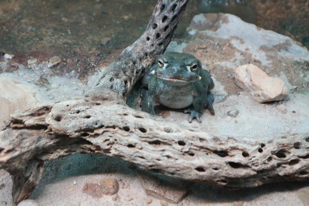 Desert museum and Old Tucson