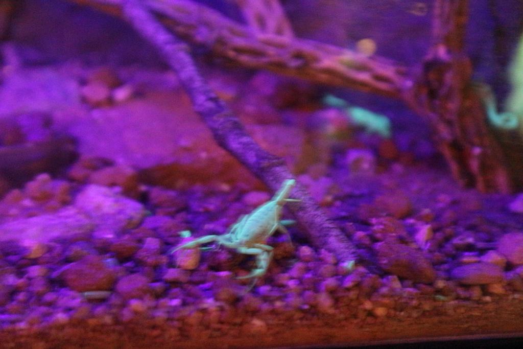 Desert museum and Old Tucson