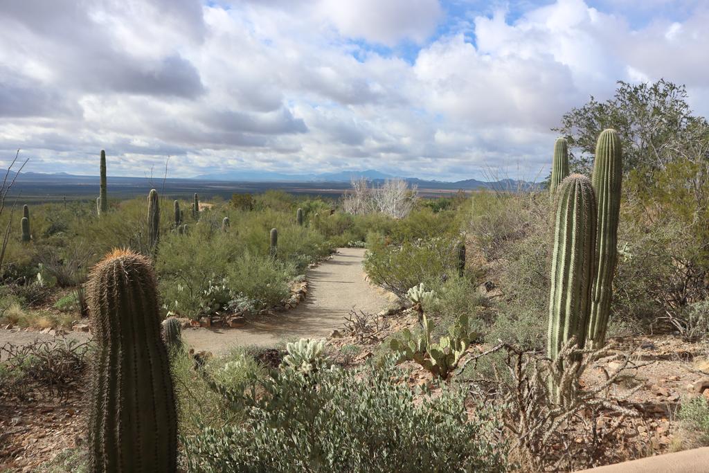 Desert museum and Old Tucson