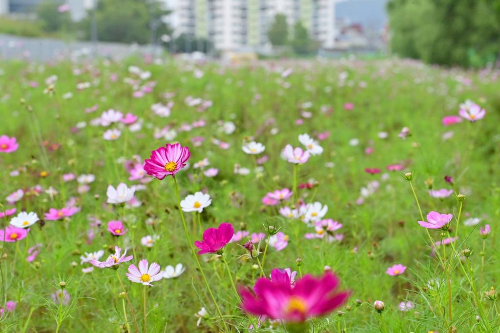 옛 진주역 철길 보행로에 코스모스 활짝