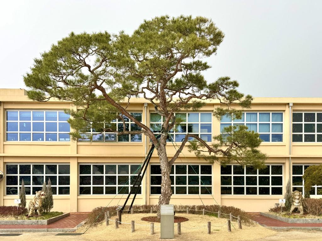 진주 K-기업가정신센터‘부자소나무’, 경상남도 보호수 지정