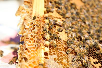 진주시, 꿀벌 질병 구제약품 무상 공급 