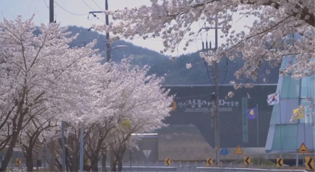 진주청동기문화박물관, 봄맞이 이벤트‘청동기 벚꽃 페스타’ 운영