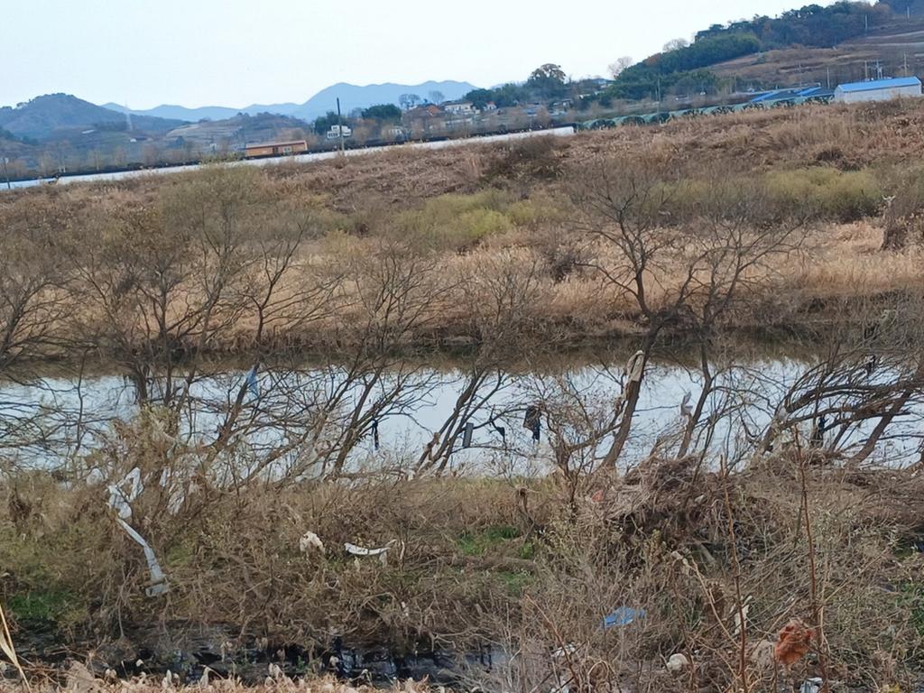 문산 영천강변 쓰레기 폐기 상태