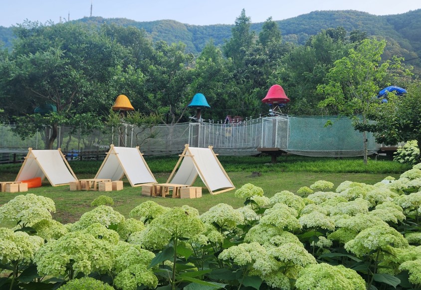 수국수국페스티벌-5.jpg