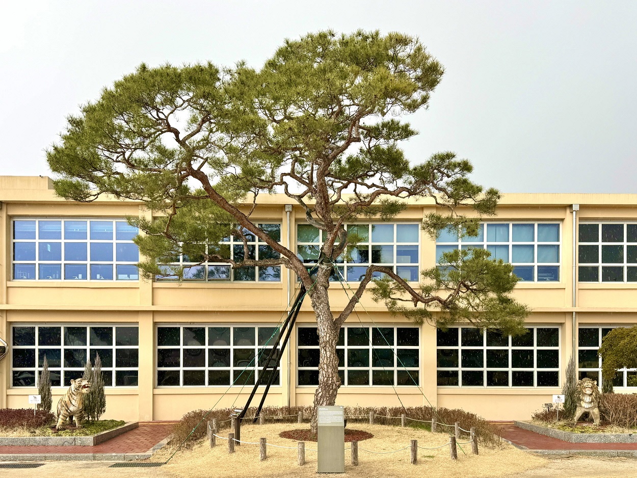 진주 K-기업가정신센터 부자소나무 경상남도 보호수 지정 .jpg