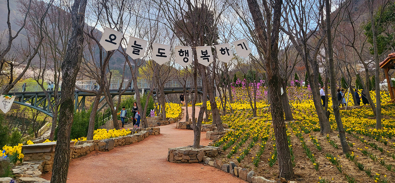 사계절정원 수선화정원 이미지