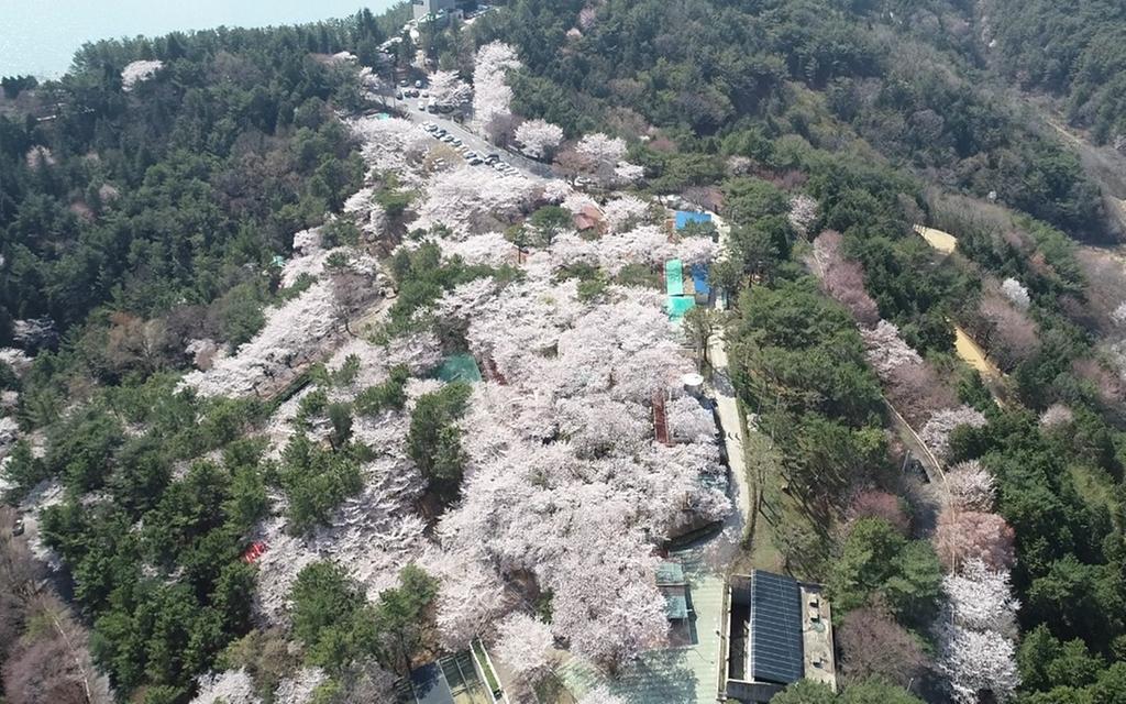 벚꽃 in 진양호동물원