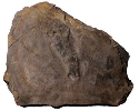 익룡 뒷발자국 화석
