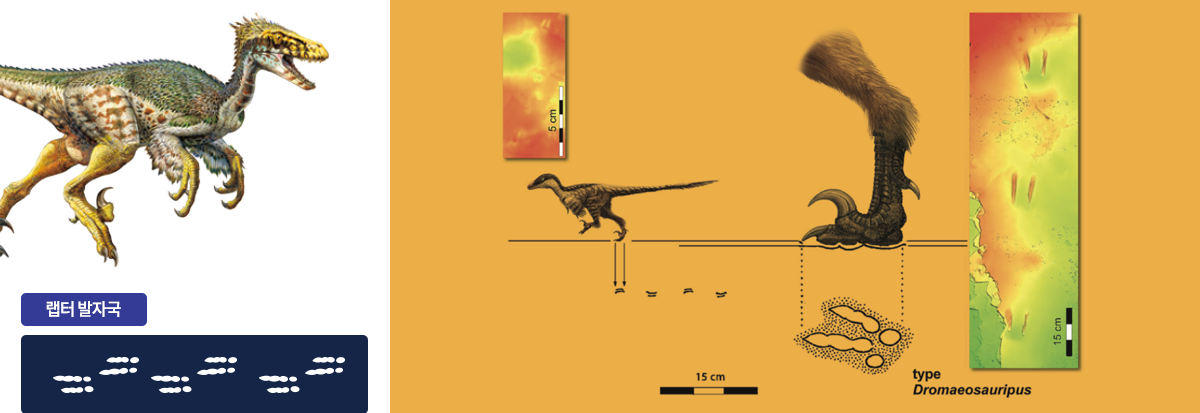 세계에서 가장 작은 랩터 발자국